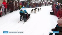 Vosges : les chiens d'attelage font la course
