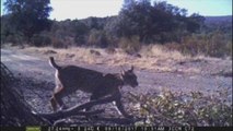Ciudad Real, clave para el futuro del lince ibérico