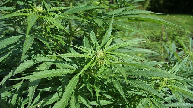 رسميا.. إسرائيل تعطي الضوء الأخضر لتصدير الحشيش لأغراض طبية