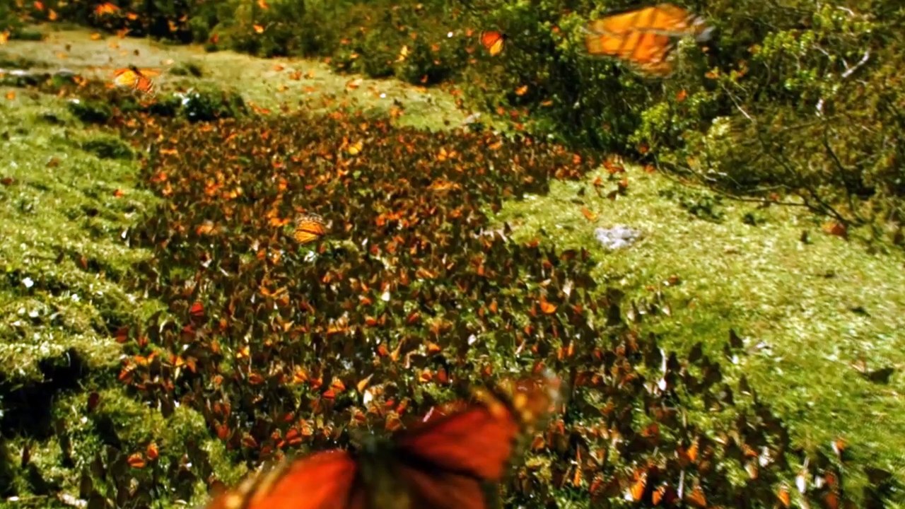 FlashBack 03 - L'Effet Papillon