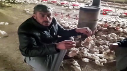 İki milyon civciv açlıkla karşı karşıya