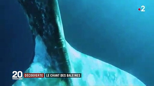 Les fascinants chants des baleines à bosse