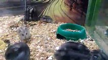 Quand ton hamster devient complètement fou... Backflips ratés
