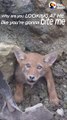 Ils sauvent un petit renard coincé dans un trou... Beau geste