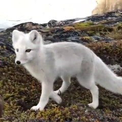 Ce Photographe Va Avoir La Visite D Un Renard Arctique Adorable Et Pas Timide Video Dailymotion