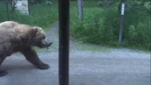 Ils croisent un énorme ours brun juste devant chez eux