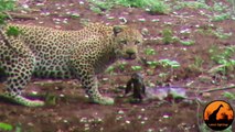 Ce léopard hésite à dévorer un bébé impala... Pris de remords