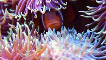 Mysteries of Evolution: Internal Adaptations