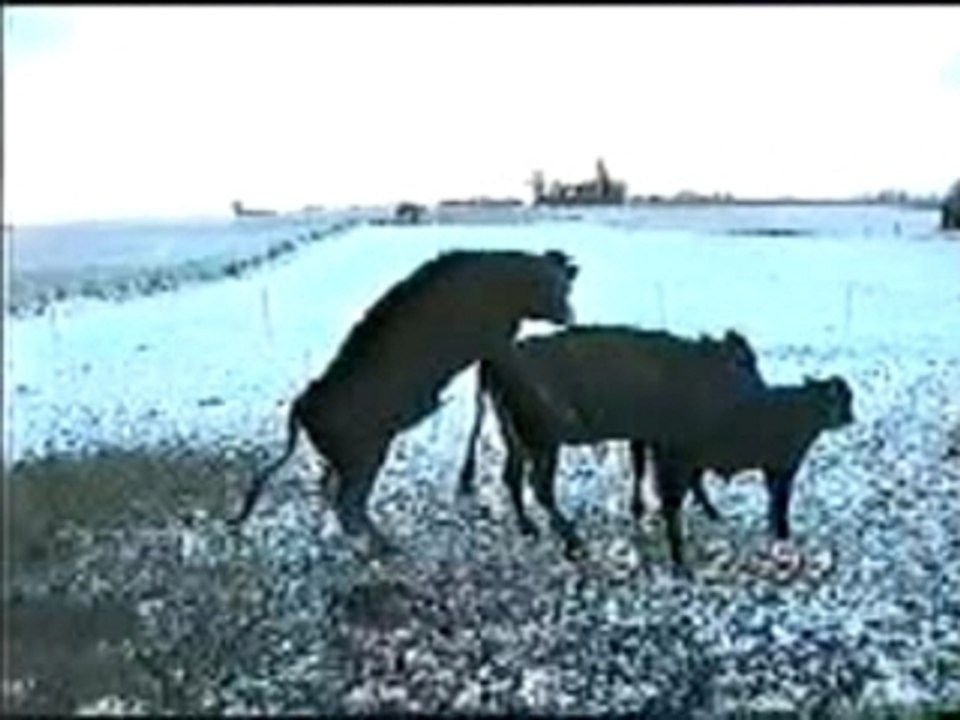 bulls attack