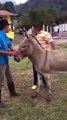 Funny video of fat man who trying to sit on donkey....