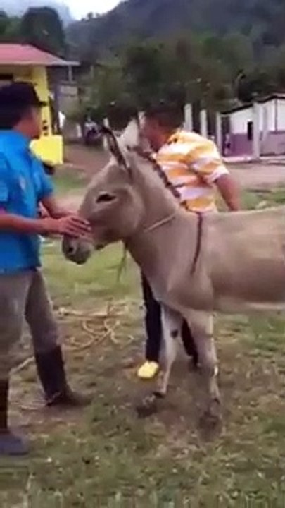 Funny video of fat man who trying to sit on donkey....