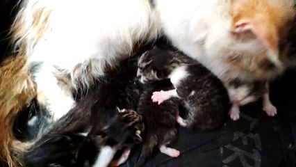 Anak Kucing Baru usia 1 hari