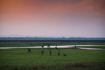 Le Parc National de Gorongosa renaît de ses cendres