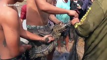 Thai teenagers help rescuing escaped crocodile feasting in fish pond