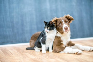 Comment faire pour que chat et chien s'entendent ?