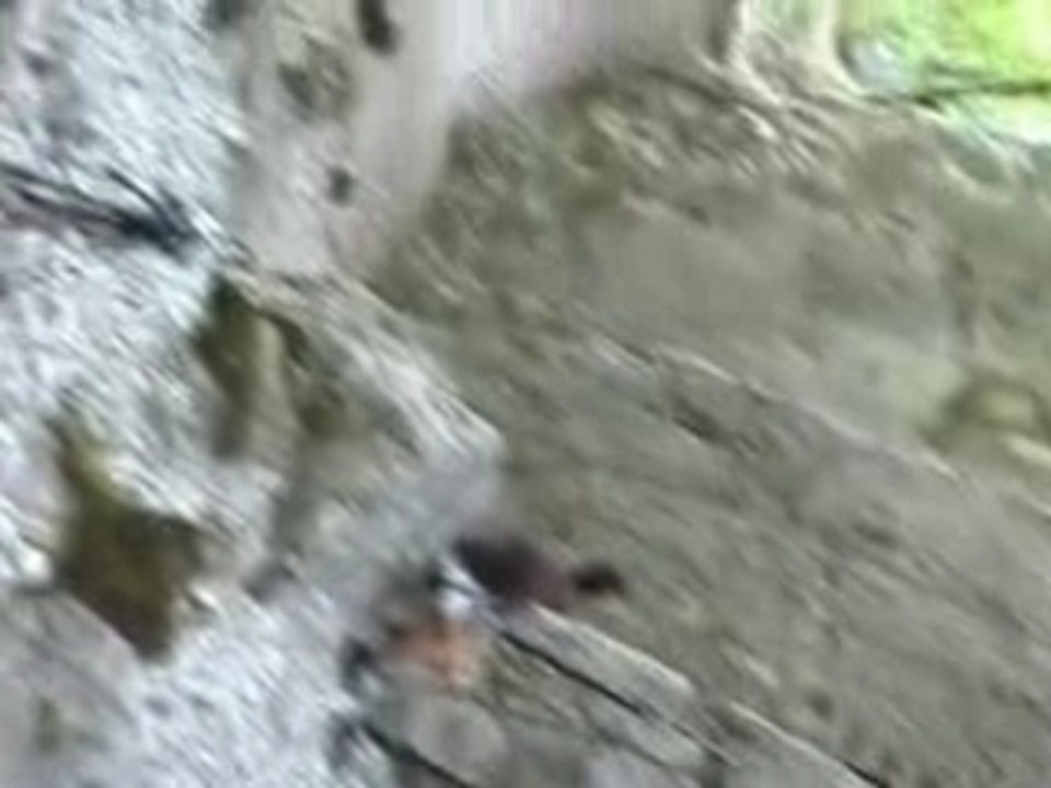 La grimpe