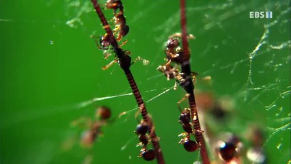 EBS 다큐프라임 - Docuprime_[바퀴- 인간의 동굴, 바퀴의 도시]_#001