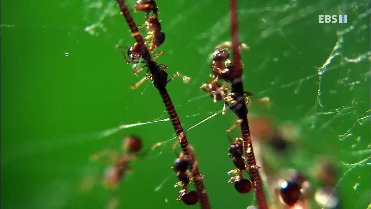 EBS 다큐프라임 - Docuprime_[바퀴- 인간의 동굴, 바퀴의 도시]_#001