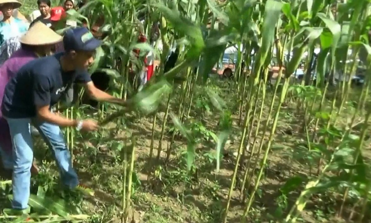 Panen Jagung Berlimpah, Warga Pesta Jagung Bakar