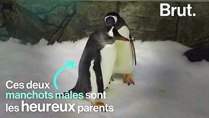 À Sydney, un couple de manchots homosexuels a adopté un poussin