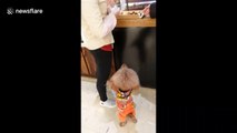 Smart poodle stands on two legs and dances to beg for food