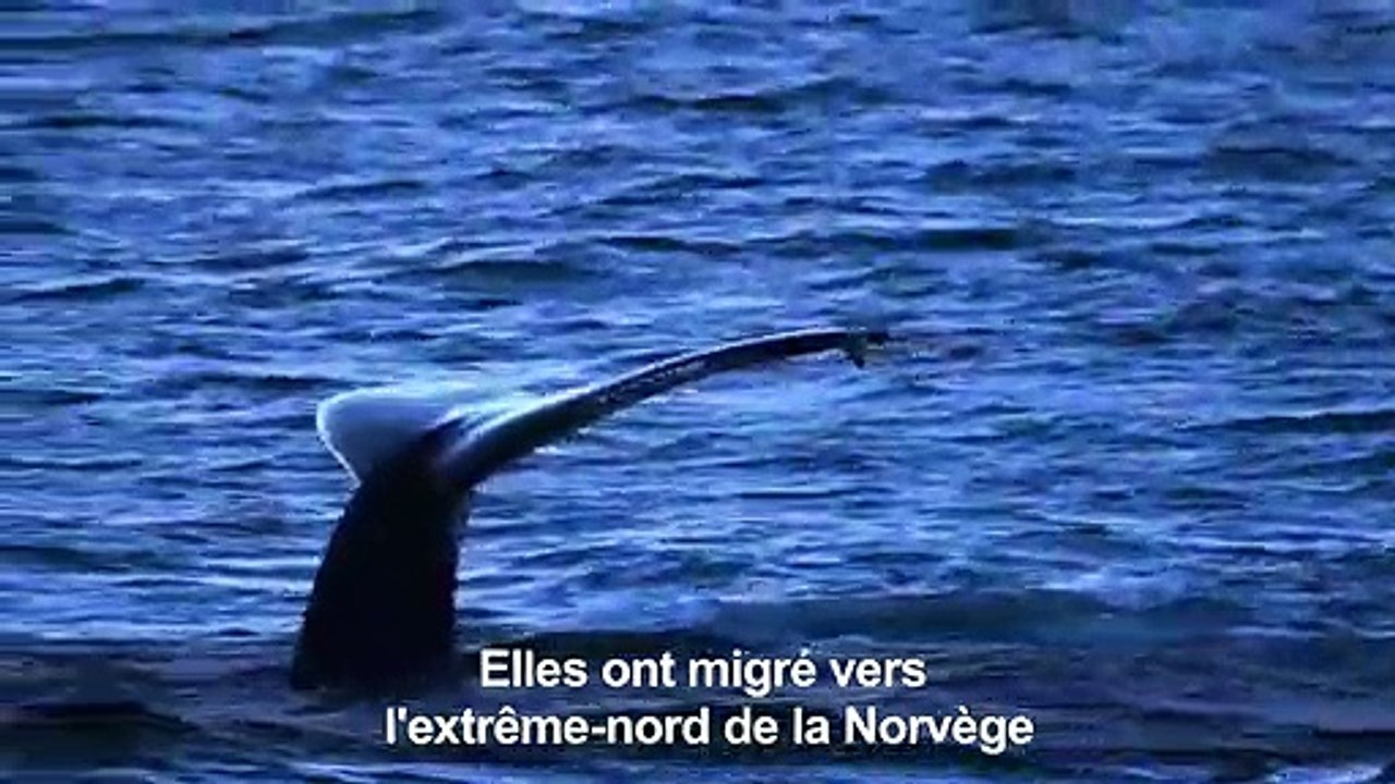 Climat: la grande migration des orques vers le nord