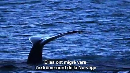 Climat: la grande migration des orques vers le nord