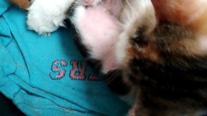 Anak Kucing Belasteran Anggora dan kucing kampung