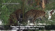 Two Amur leopards play in the snow at Vienna zoo