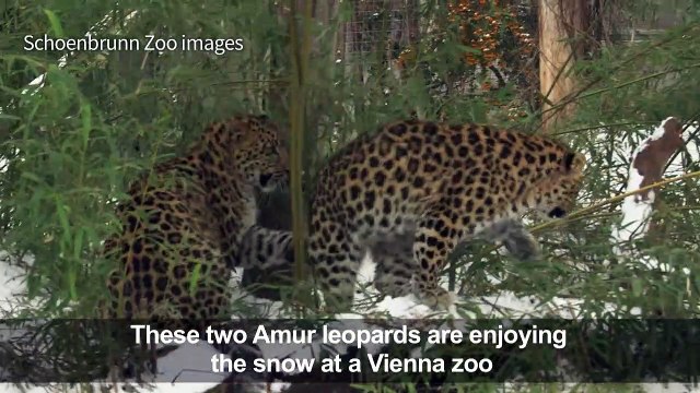 Two Amur leopards play in the snow at Vienna zoo