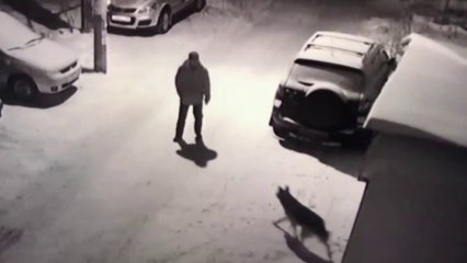 Cet homme tente d’agresser un chien et le karma fait son travail