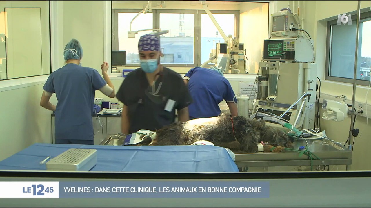 Les grands centres vétérinaires : Vers un soin haut de gamme pour nos animaux ?