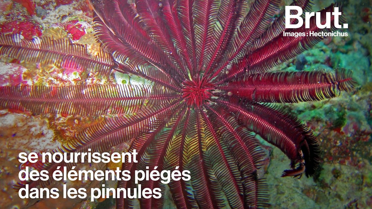 Les crinoïdes, des animaux sous-marins très anciens