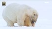 [NATURE] polar bears seeking food for their young,창사특집 UHD 다큐멘터리  20190128