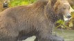 [NATURE] Predator bear taking salmon twice,창사특집 UHD 다큐멘터리  20190128