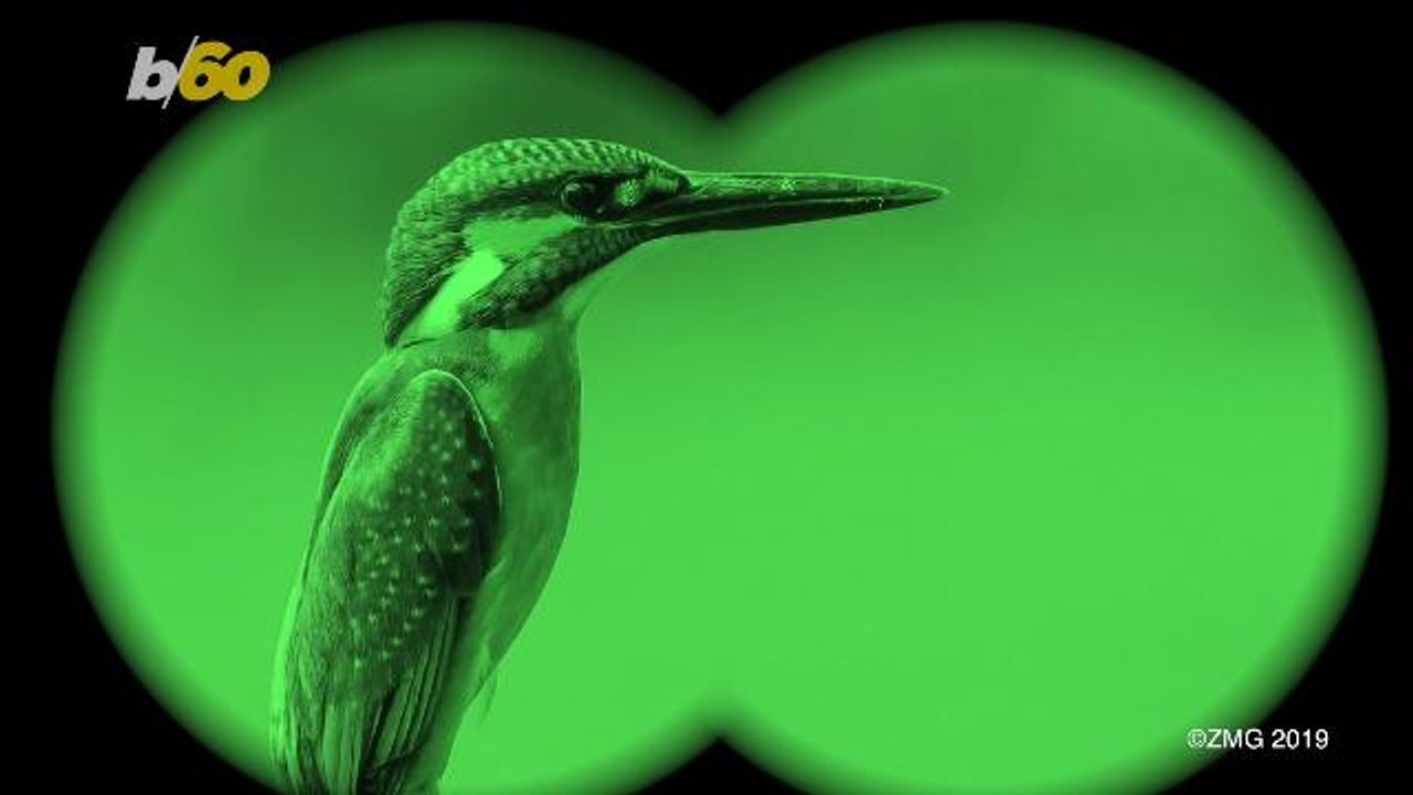 Birds Can See Another Color Humans Can't And Ne...