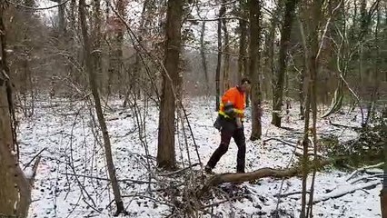La chalarose attaque les arbres à Strasbourg