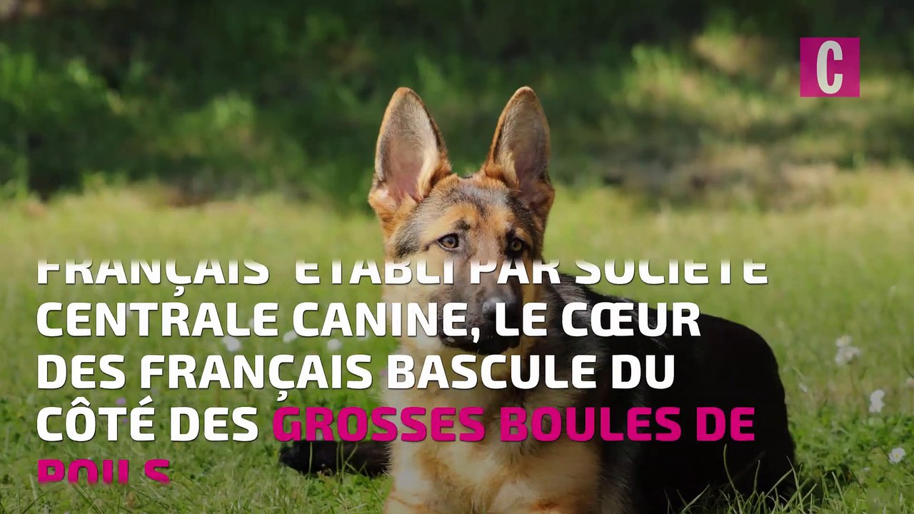 Le berger australien, chien préféré des Français