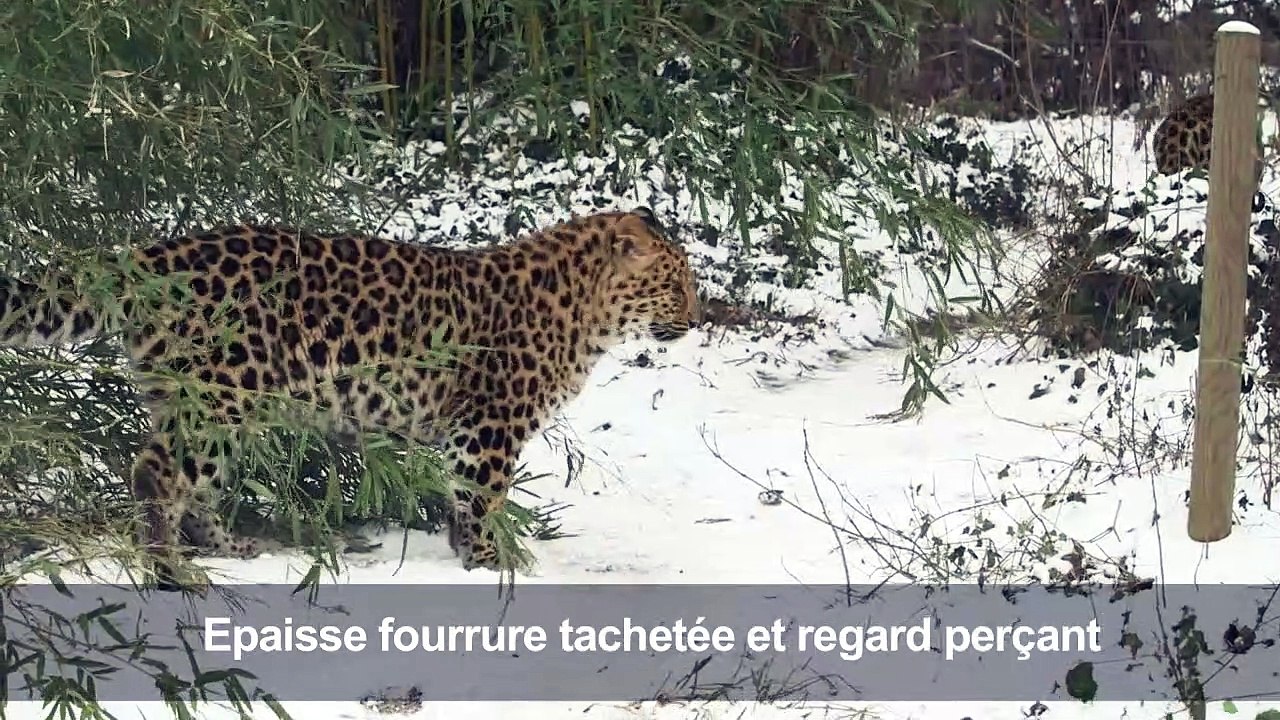 Deux léopards de l'Amour jouent dans la neige au zoo de Vienne