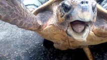 Report Tv-E rrallë, breshka 60 kg bie në rrjetën e peshkatarëve të Sarandës