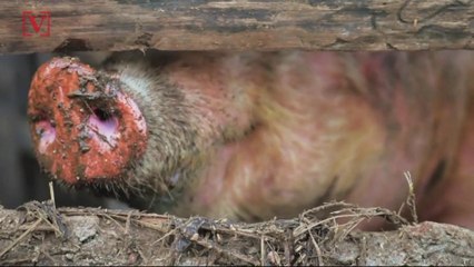 This Country Is Building a Border Wall to Keep Boars Away Amid Swine Fever Fears