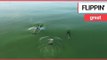 Stunning drone footage shows dolphins playing off the British coast | SWNS TV