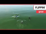 Stunning drone footage shows dolphins playing off the British coast | SWNS TV