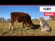 Adorable calf becomes best friends with dog | SWNS TV | SWNS TV