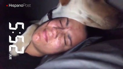 Gracias a su perro jamás se perderá un día de trabajo por quedarse dormida