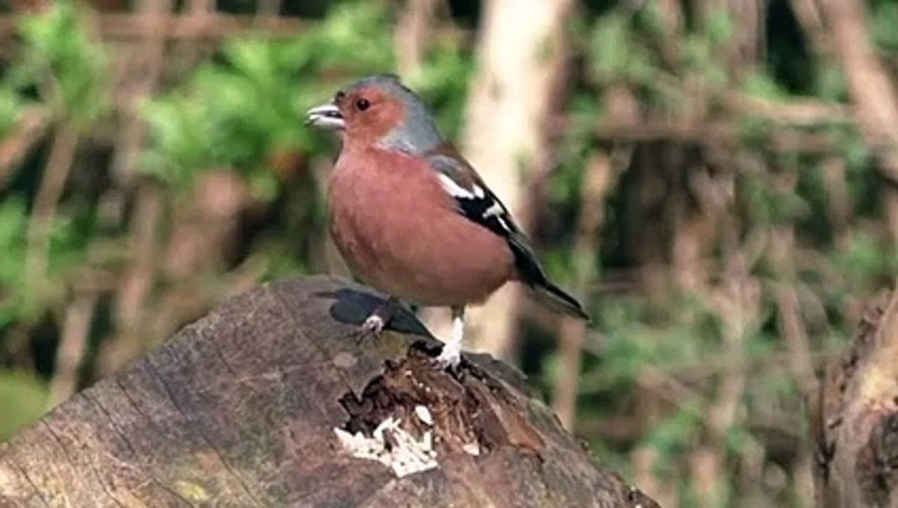PREDICAS ON LINE - ESTUDIO CUALIDADES DEL SEÑOR JESÚS - DR ROBERTO ESTEVEZ