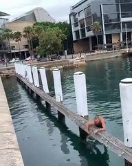 Frontflip de précision sur un poteau d'amarrage (Sydney)