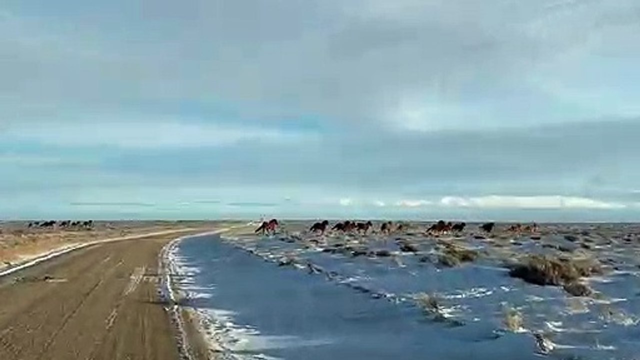 Wyoming’s Wild Horses