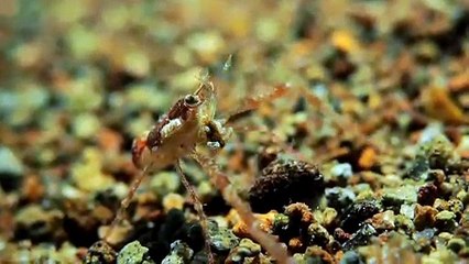 Small Crab Polishes Sea Stones