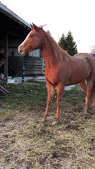 Horses are Distrustful of Dino